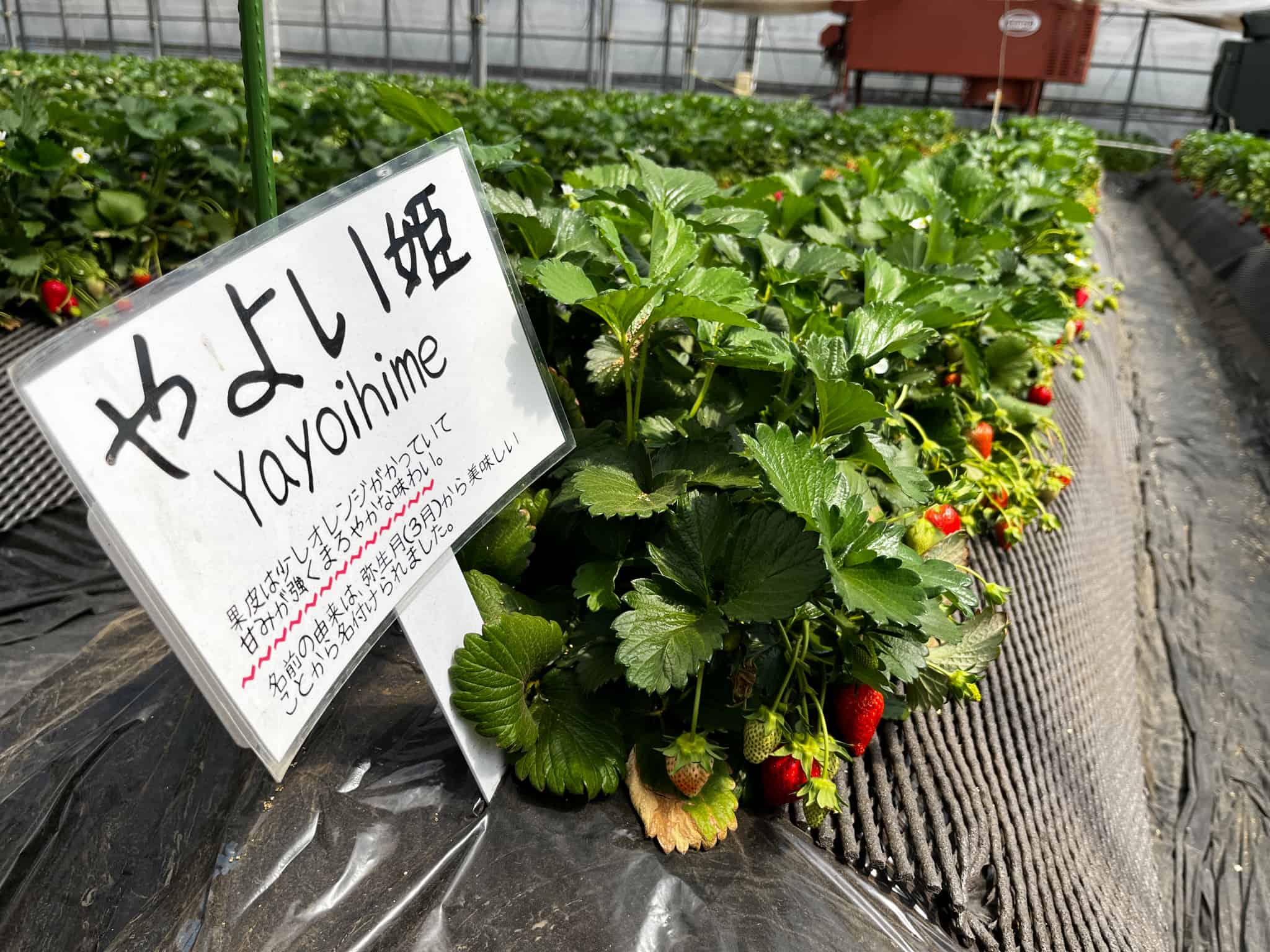 いちご狩りの画像15