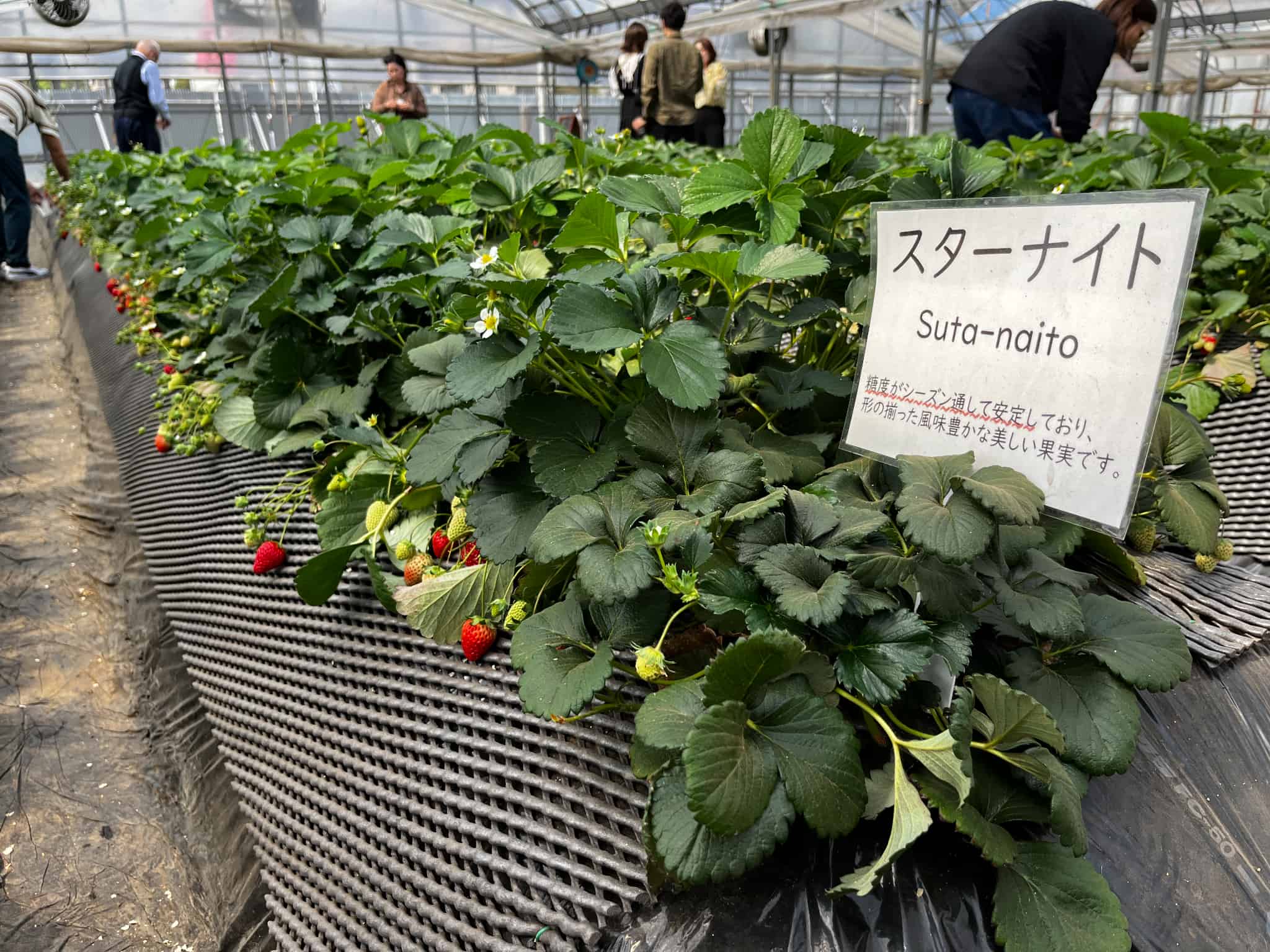 いちご狩りの画像16