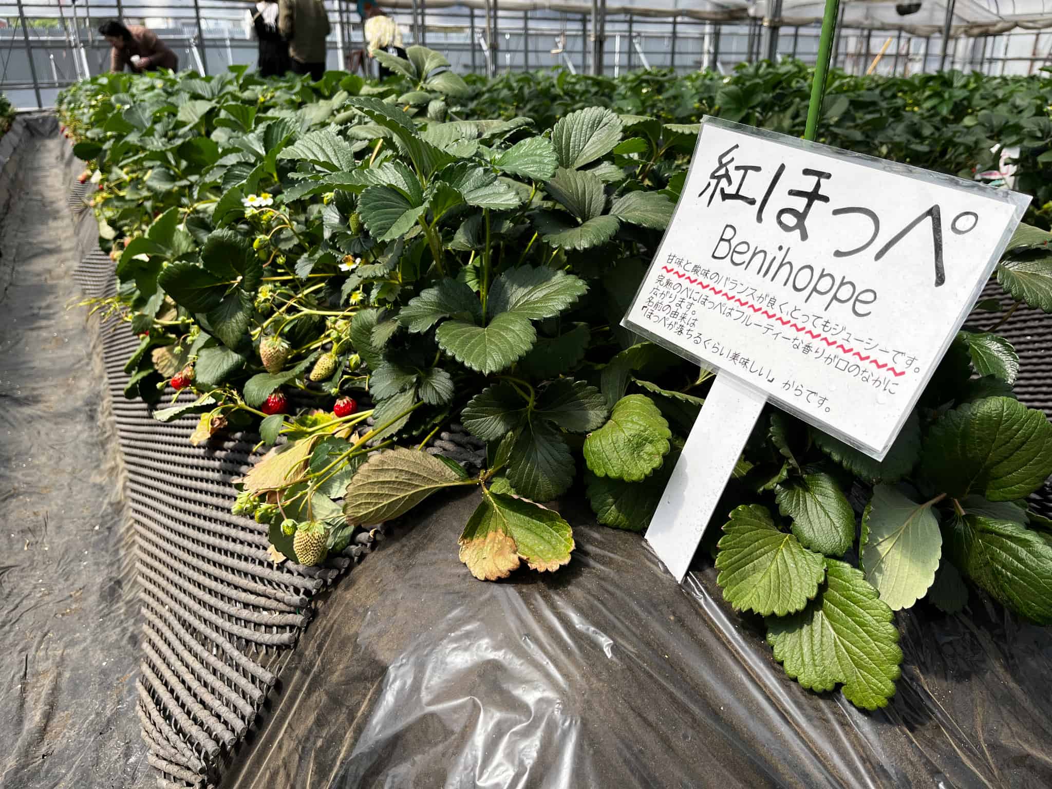 いちご狩りの画像1