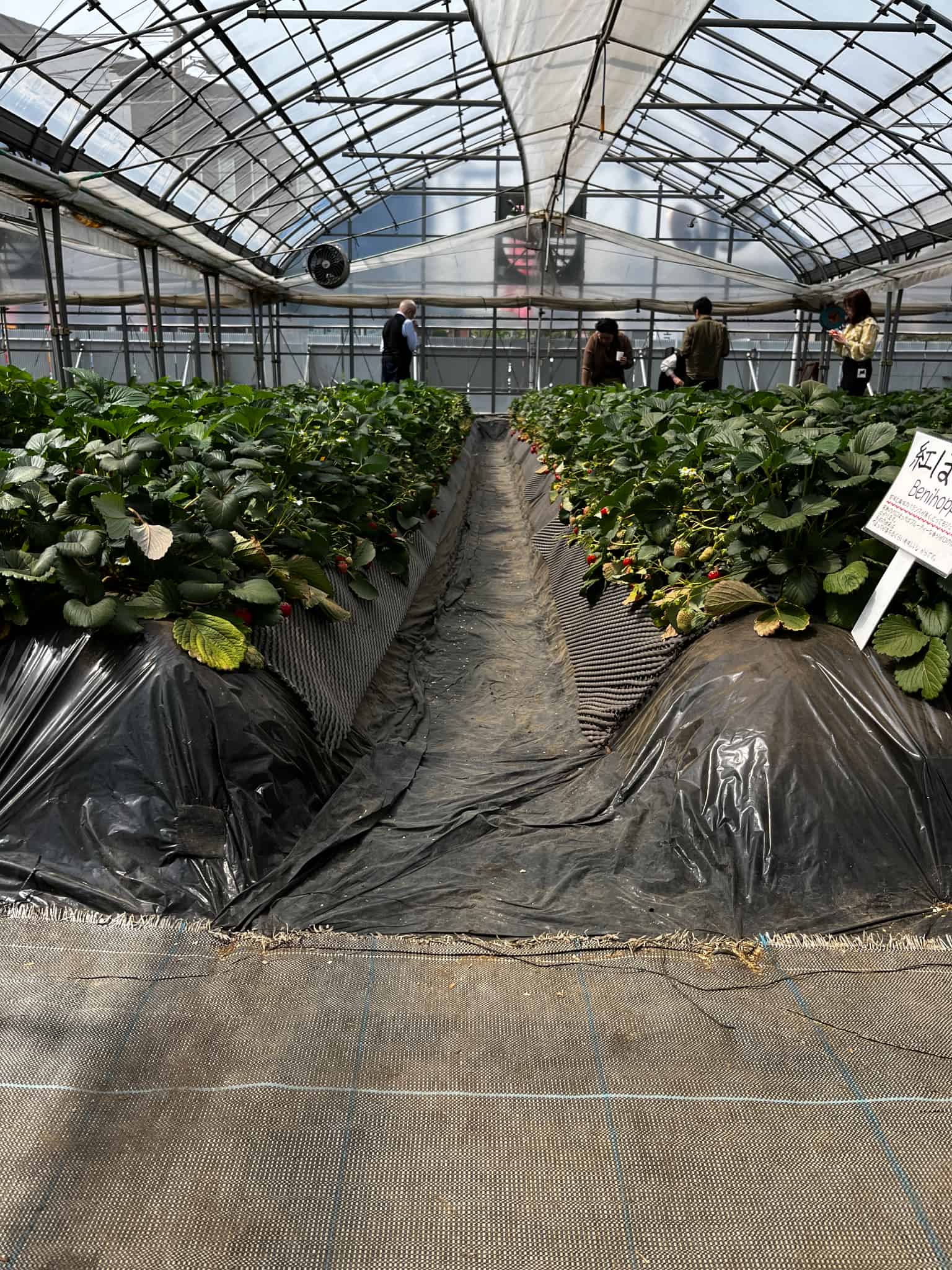 いちご狩りの画像2