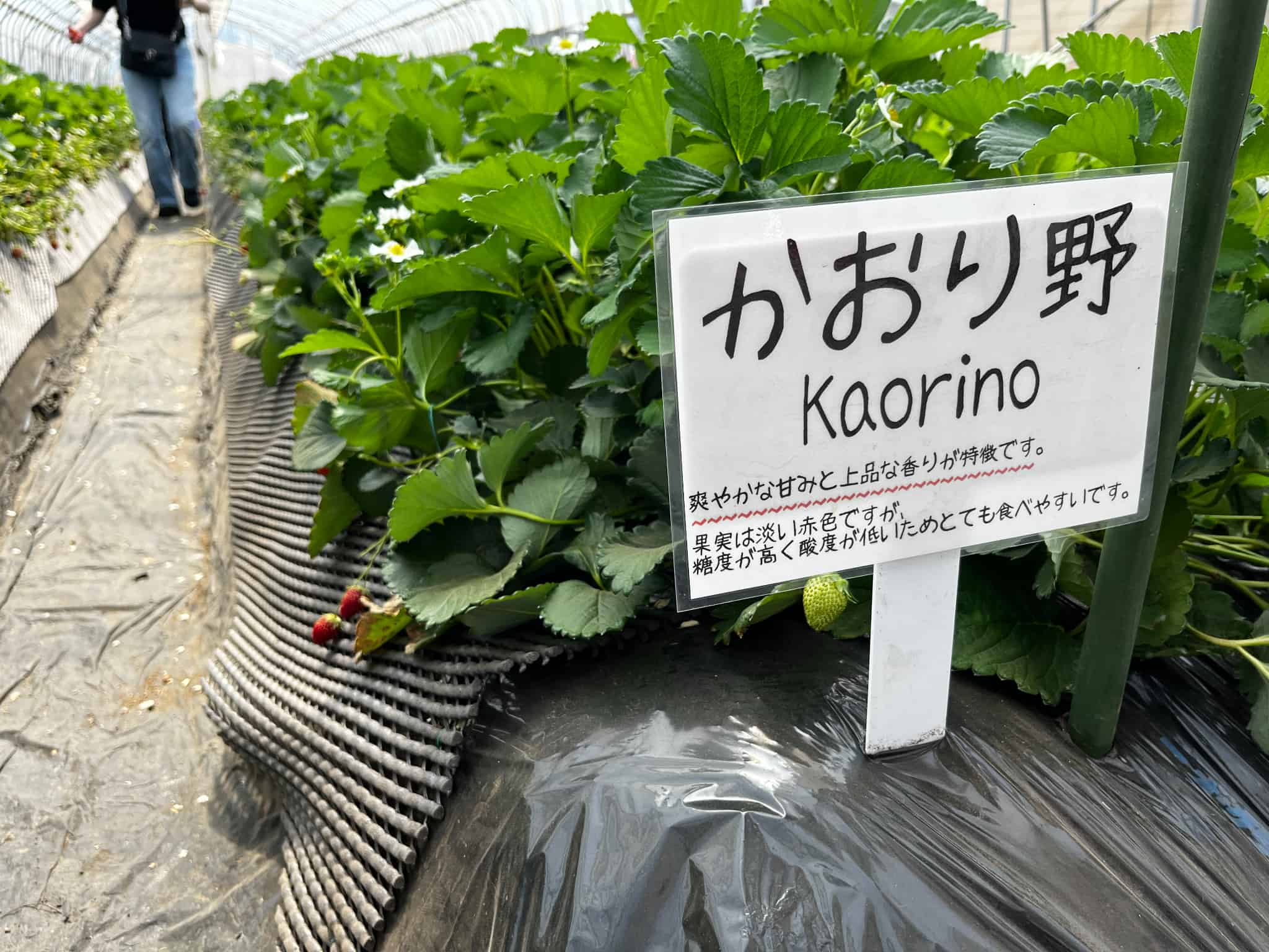 いちご狩りの画像3